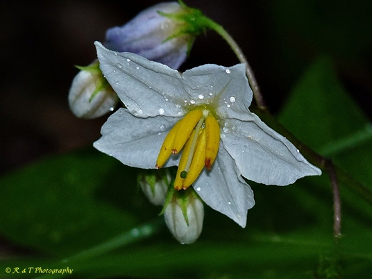 {Solanum carolinense}